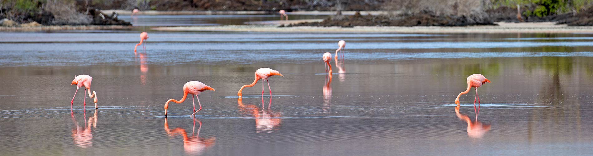 A GUIDE TO ENDEMIC SPECIES OF THE GALAPAGOS