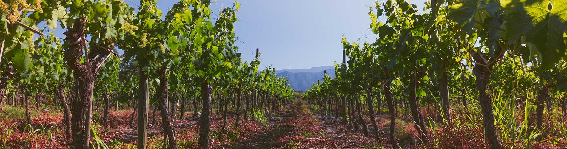 CHILEAN VINEYARDS