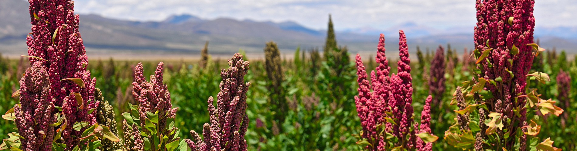 FOOD AND DRINK OF BOLIVIA