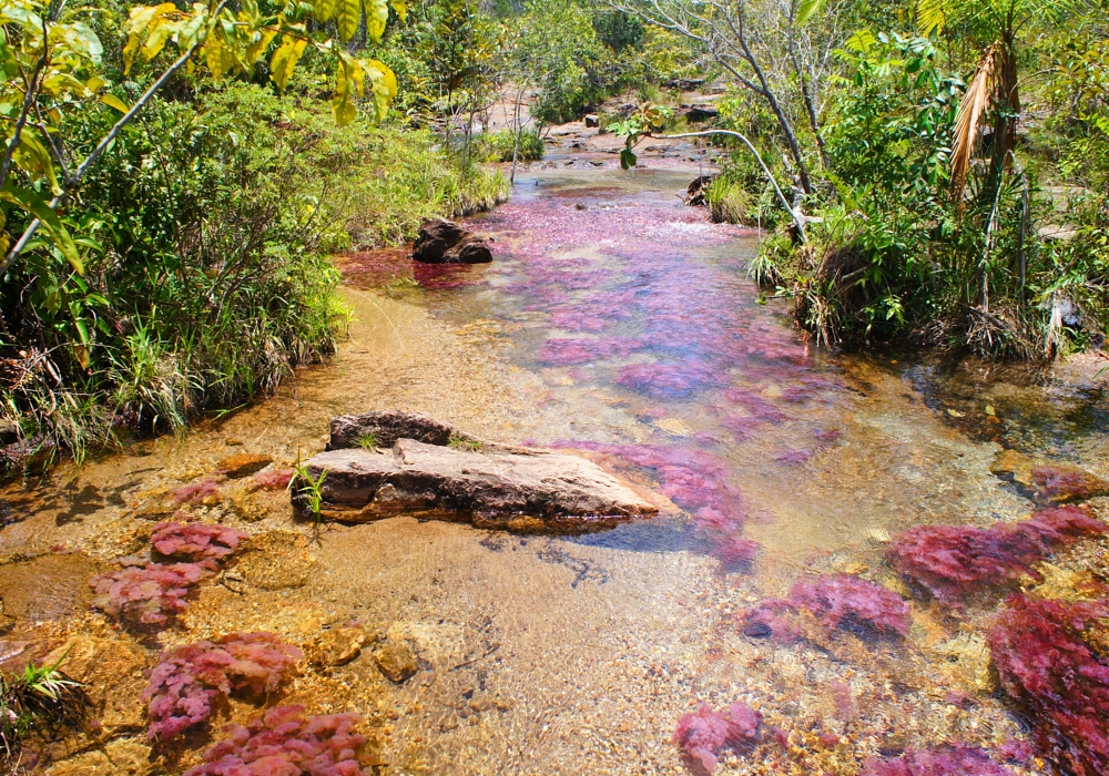 DAY 03 - Caño Cristales