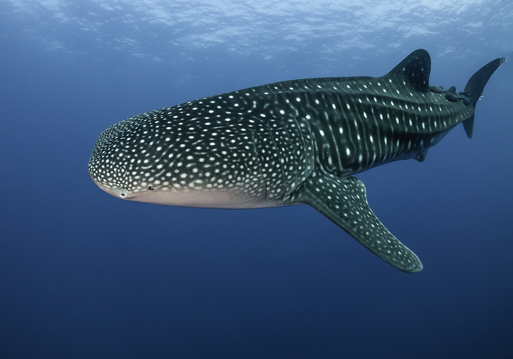 Day 03 - Swim with Whale Sharks