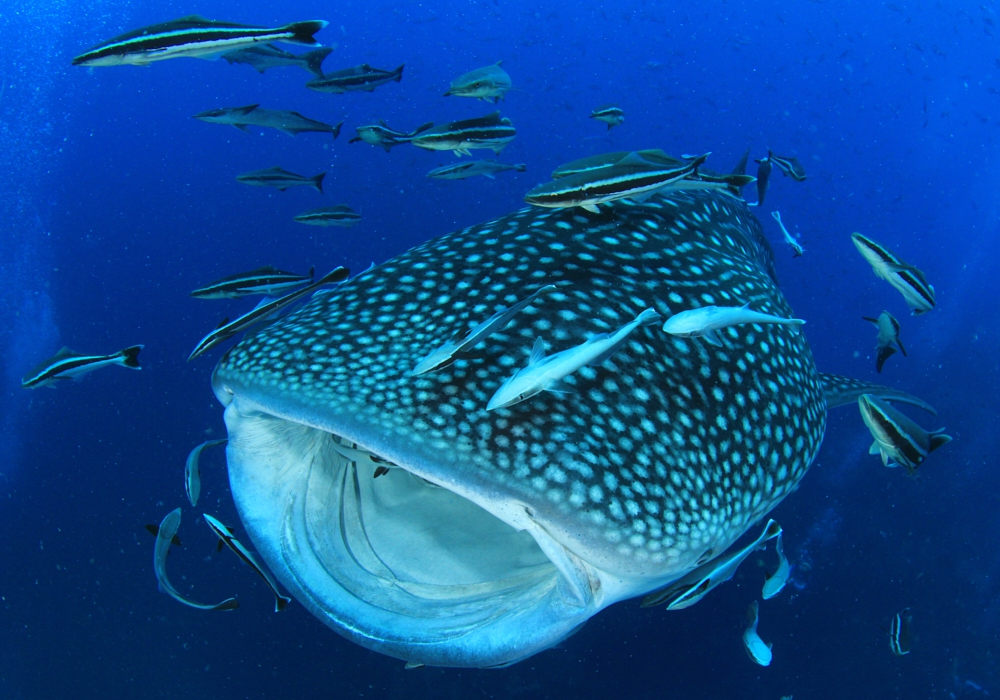 Day 03 - Swim with Whale Sharks