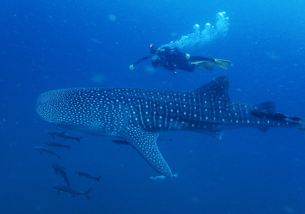 Day 03 - Swim with whale sharks