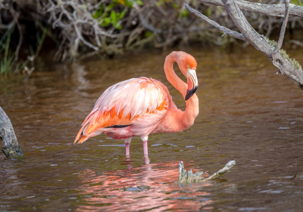 Day 04 - Isabela Island - Flamingo Lagoon - Tintoreras Islet