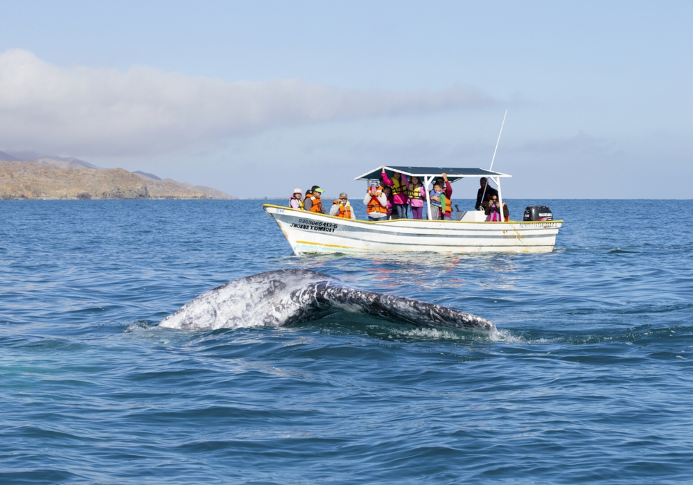 Day 04 - Whale watching