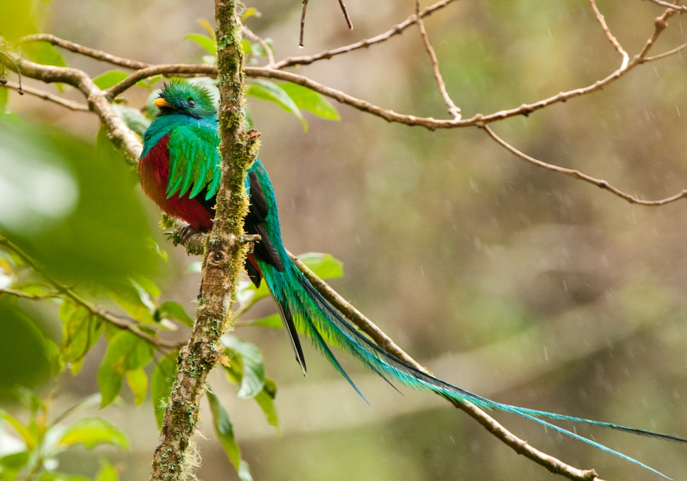 DAY 06 – Boquete -  Quetzal Trail Hike