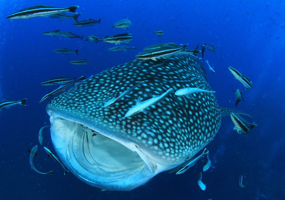 Day 06 -  Swim with Whale Sharks