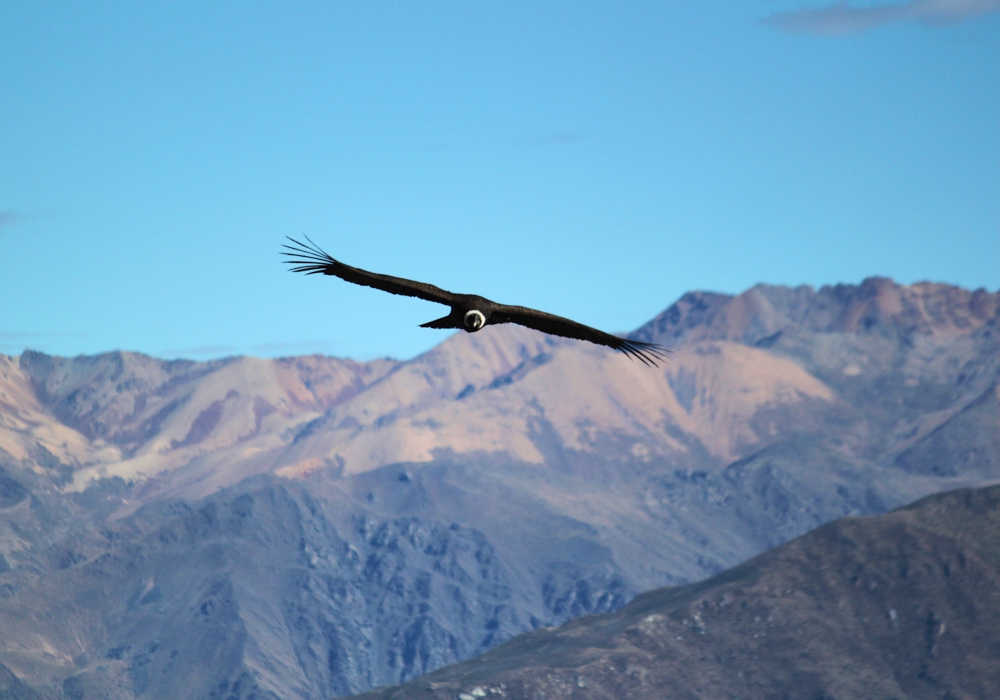 Day 07 - Colca – Puno  - Time to visit the home of the condor!