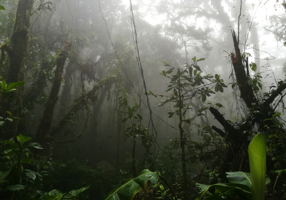Day 07 - Monteverde Cloud Forest