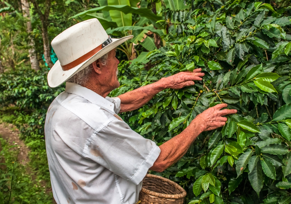 DAY 08 - Pereira - Buenavista – San Alberto Coffee Plantation - Pereira
