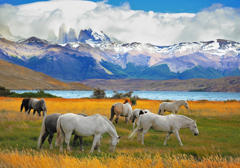 Day 11 - Punta Arenas and Torres del Paine National Park