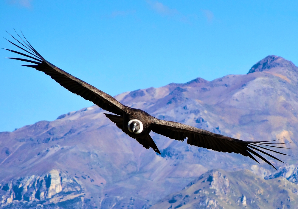 Day 12: Colca – Arequipa   Time to visit the home of the condor!