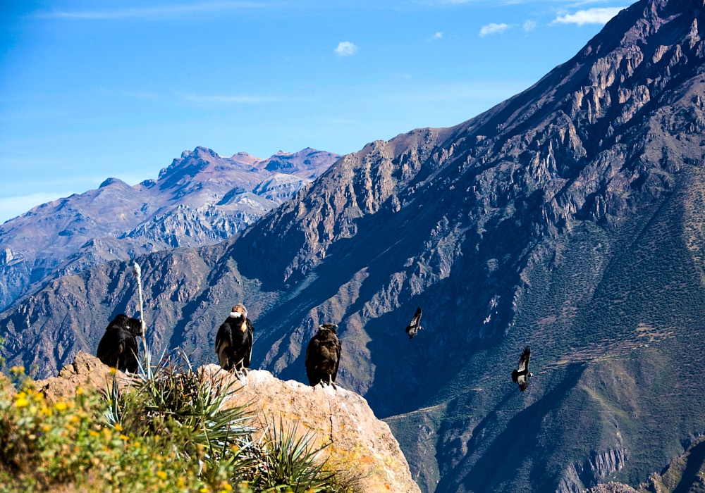 Day 12: Colca – Arequipa   Time to visit the home of the condor!