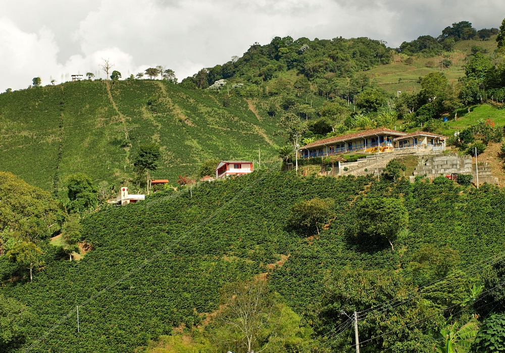 DAY 8 - Pereira - Buenavista – San Alberto Coffee Plantation - Pereira