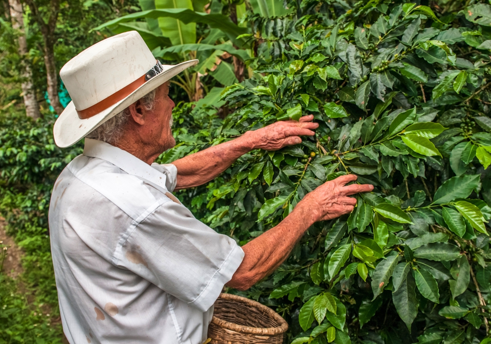 DAY 8 - Pereira - Buenavista – San Alberto Coffee Plantation - Pereira