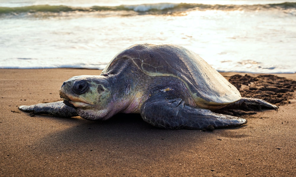 Guanacaste beach - Oliva Turtle