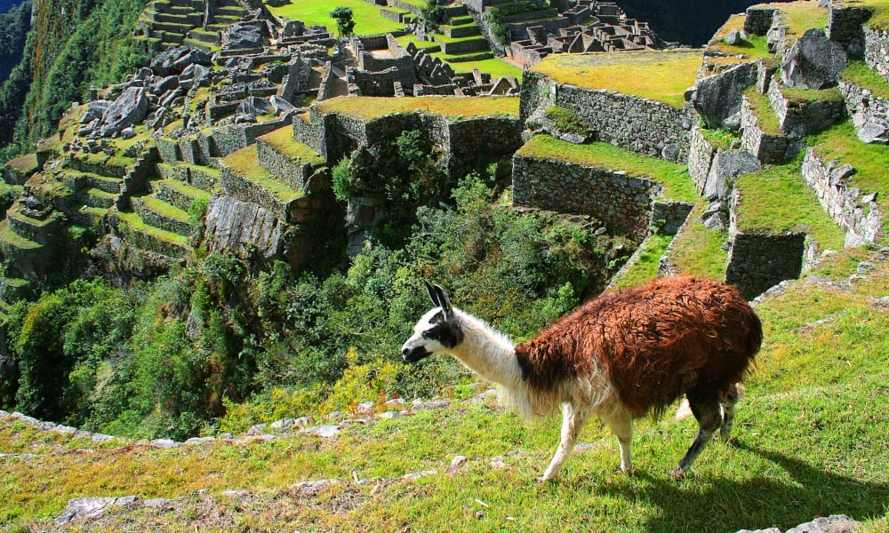 Machu Picchu - Llama hiking over the anden