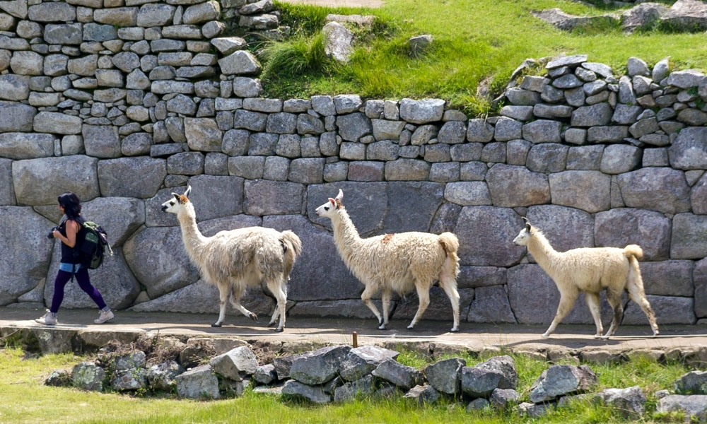 Machu Picchu - Llamas hiking over the ruins