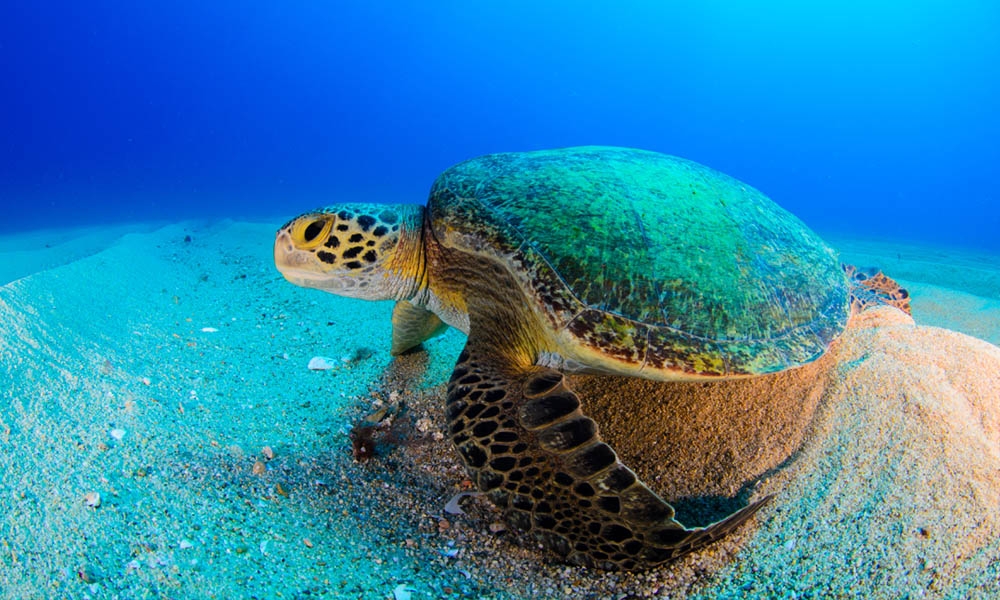 Marine Turtle Excursion