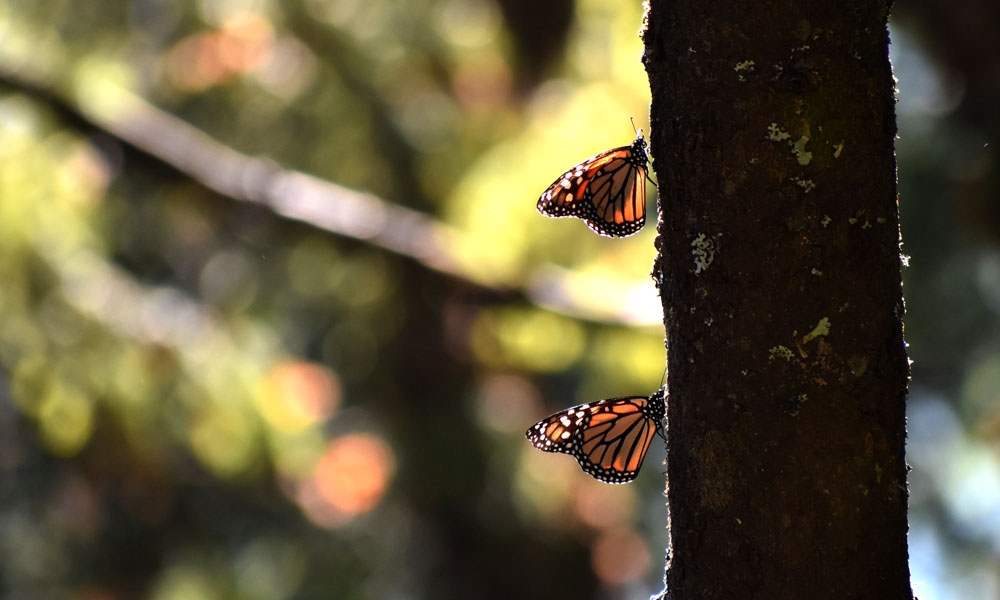 Piedra Herrada Santuary - Butterfly resting on the trunk