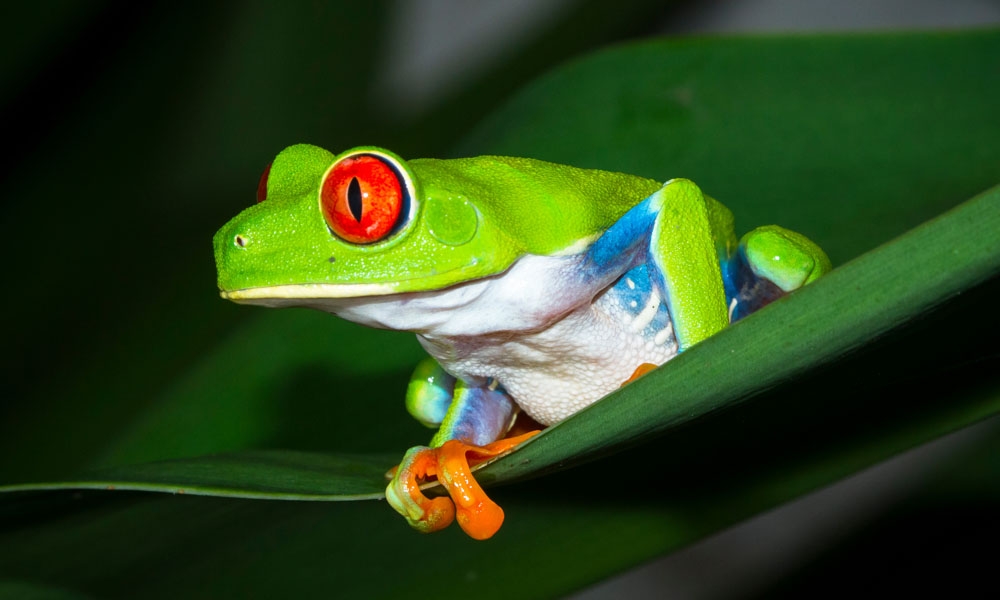 Tortuguero National Park  -  Red Eyes frog