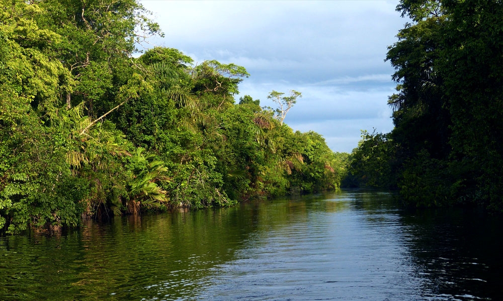Tortuguero National Park  - River