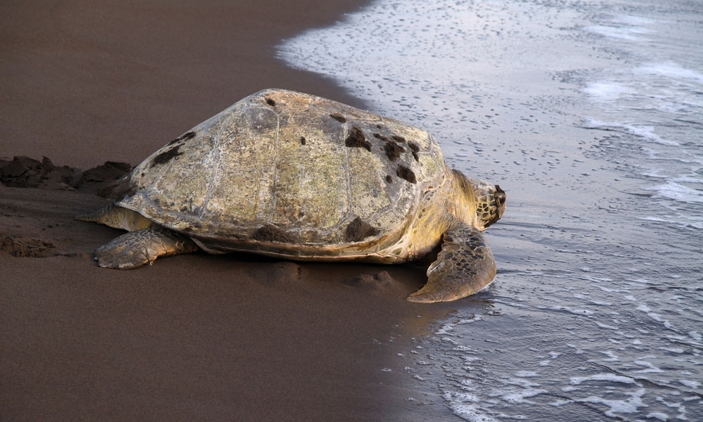 Tortuguero National Park - Sea turtle