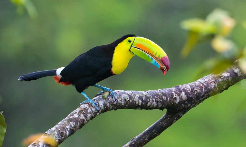 Tortuguero National Park - Yellow Throated Tucan