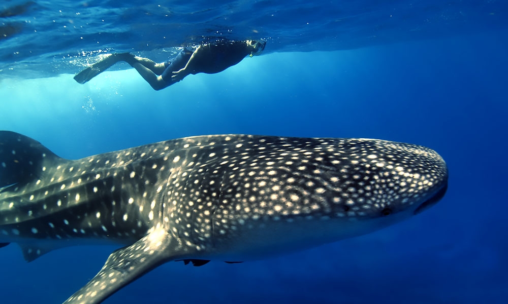 Whale shark in the sea and surfer - Mexico
