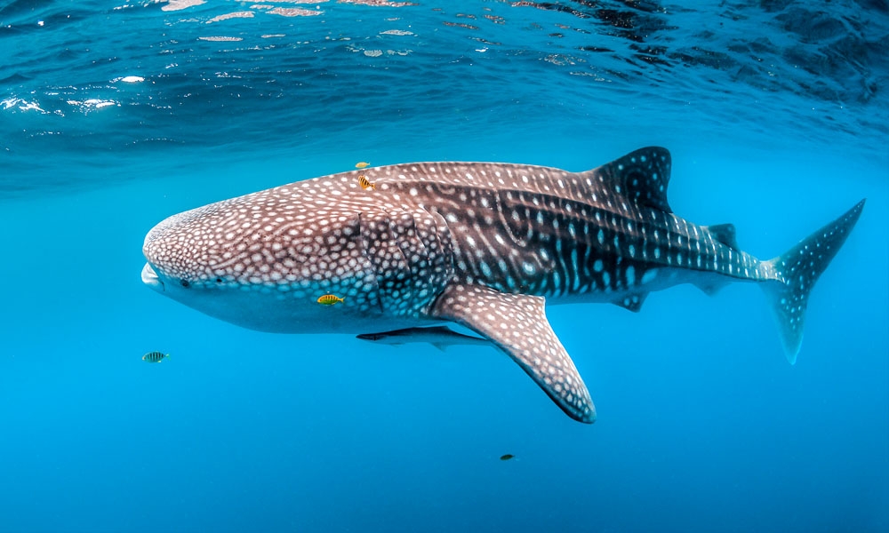 Whale shark in the sea - Mexico