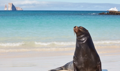 Unique wildlife encounters on the Galapagos