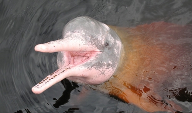 swim with pink river dolphins
