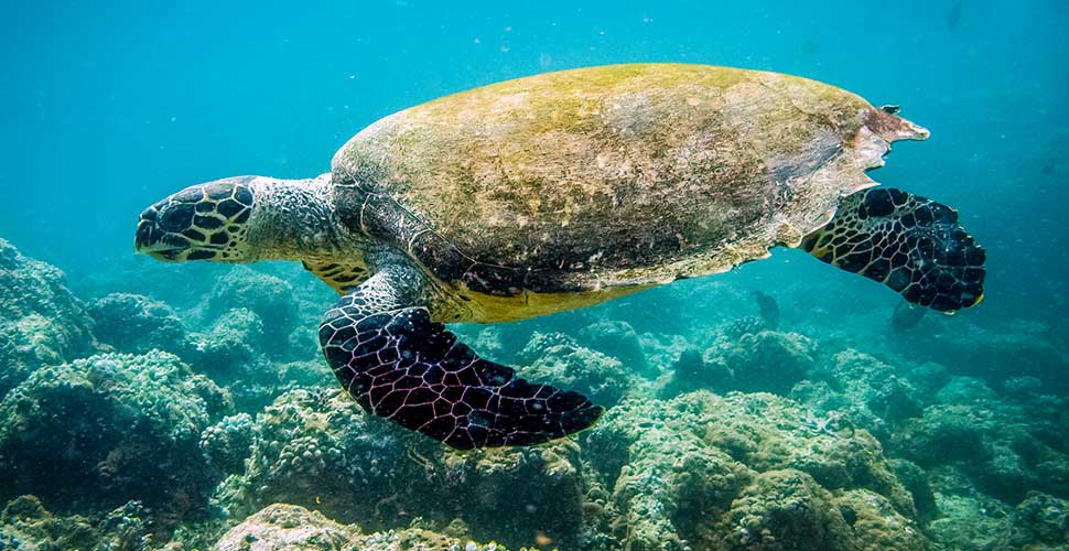 Sea Turtles in the Yucatan