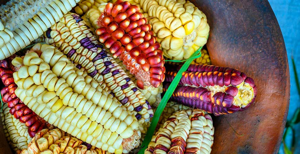 Peruvian Corn - Peruvian Culture Explore